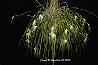 Brassavola appendiculata