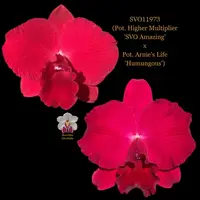 Cattleya Orchid Hybrid SVO11973 (Pot. Higher Multiplier 'SVO Amazing' x Pot. Arnie's Life 'Humungous')