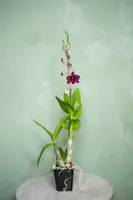 Dendrobium Orchid — 3" Specialty