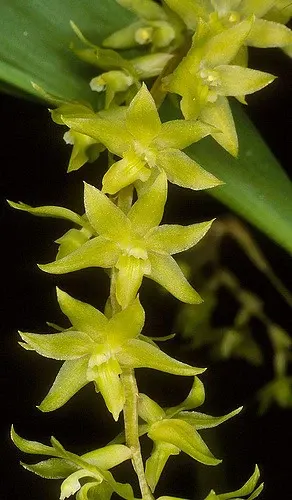 Dendrochilum formosanum (Dendrochilum)