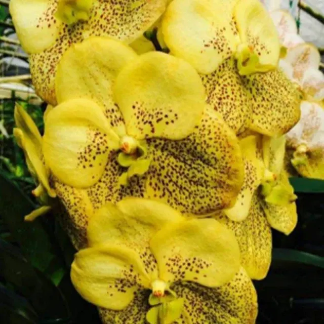 Vanda Sanchai Gold Spot (Vanda)