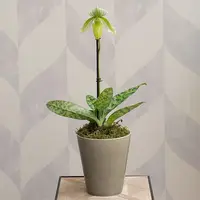 Green Lady's Slipper Orchid in 4½" ceramic cachepot