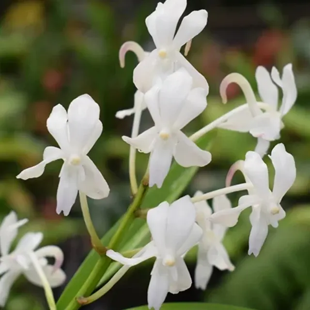 Vandachostylis Lou Sneary 'White' (Vandachostylis)