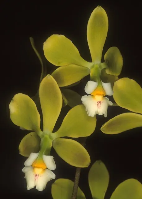 Encyclia alboxanthina x self (Encyclia)