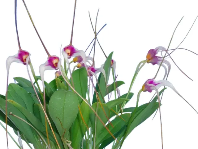 Masdevallia gilbertoi (Masdevallia)