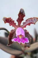 Cattleya schilleriana (3" pot)