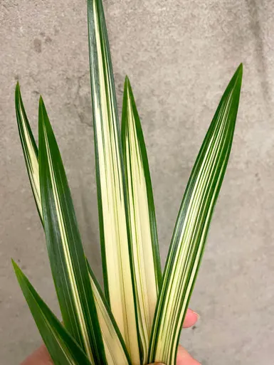 Cymbidium sinense (Cymbidium)