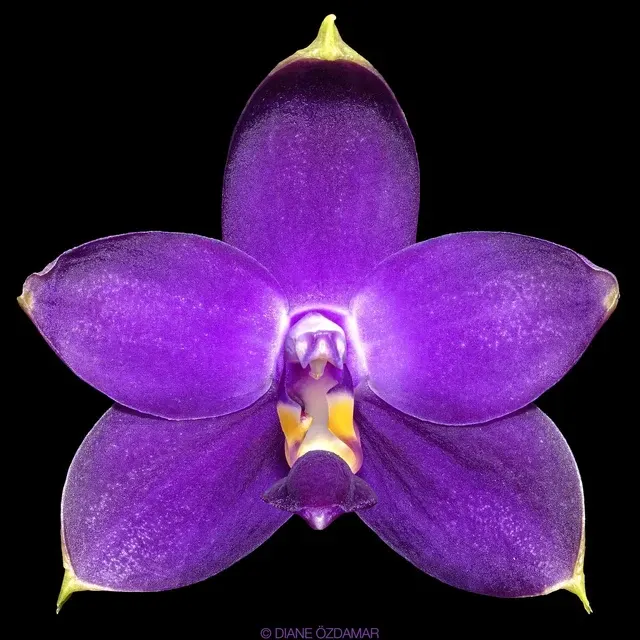 Phalaenopsis violacea var indigo