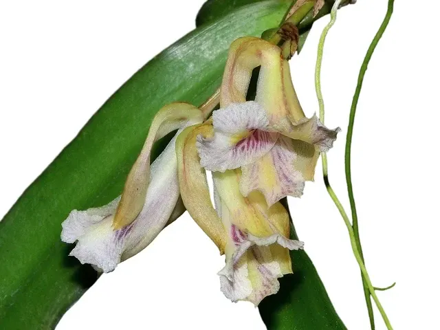 Rodriguezia strobelii