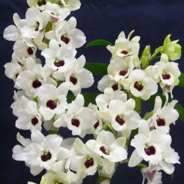Dendrobium Tian Mu Diamond 2 (Dendrobium)