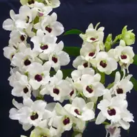 Orchid Seedling 50mm Pot size - Dendrobium Tian Mu Diamond 2 softcane
