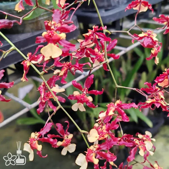 Oncidium Jairak Fragrance 'Golden Chocolate'