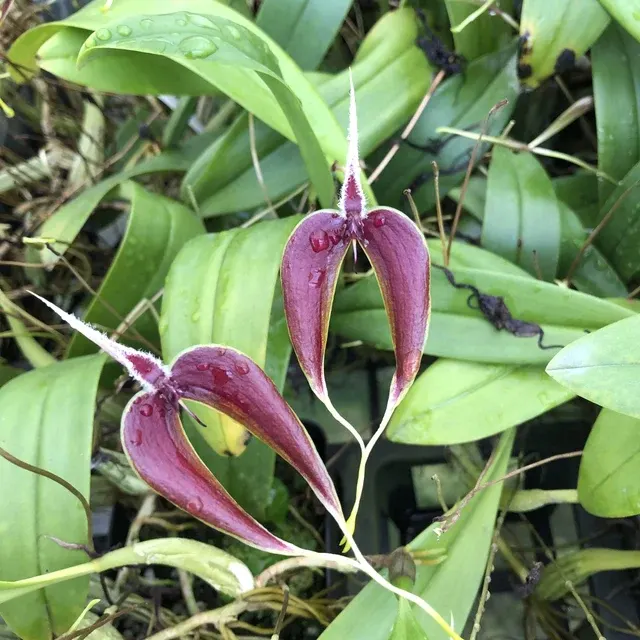 Bulbophyllum maxillare red/white form
