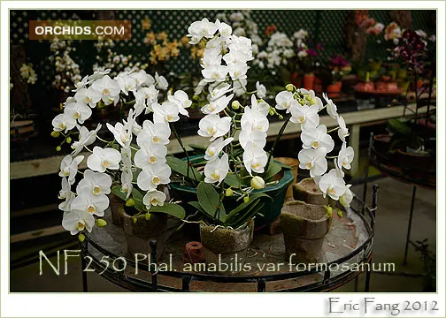 Phalaenopsis formosanum 'Snow Summit' (Phalaenopsis)