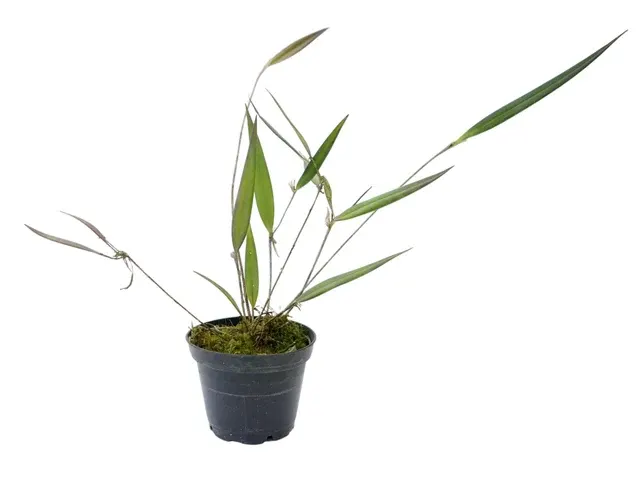 Myoxanthus fimbriatus