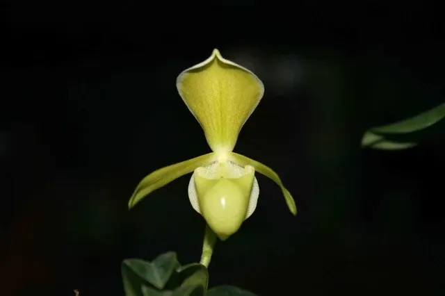Paphiopedilum helenae 'Alba'