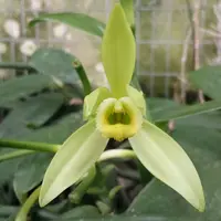 Vanilla Planifolia 'Variegata'