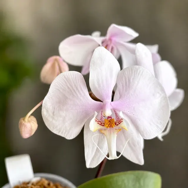 Phalaenopsis amabilis 'Surabaya' (Phalaenopsis)