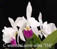 C. warneri fma semi-alba x sib ('THJ' x 'La Fiesta') (C2361) (Cattleya - - warneri ) SS
