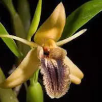 Very Rare Orchid Species Coelogyne ovalis Live Mature PLant