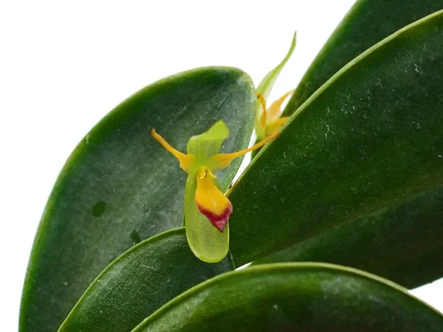 Pleurothallis medinae (Pleurothallis)