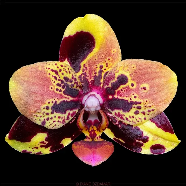 Phalaenopsis Mainshow Impression
