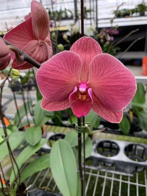 Phalaenopsis Taida 'Orange Queen'