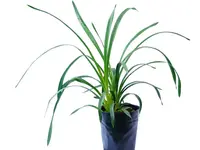 Cymbidium Andes Breezze (medium)
