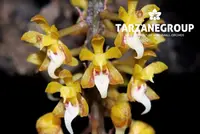 MALLEOLA BALIENSIS SMALL ORCHID MOUNTED