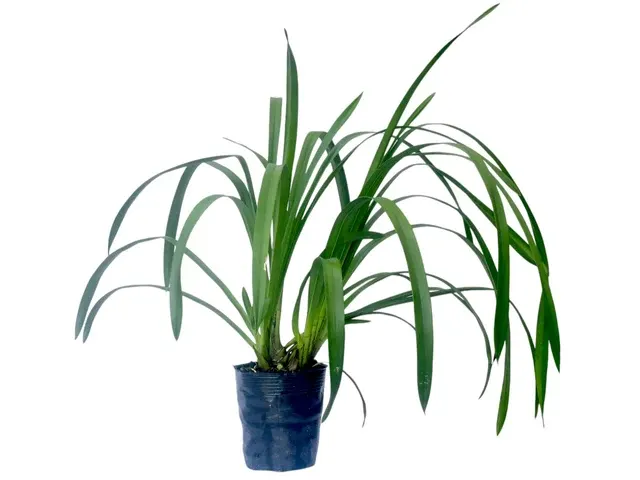 Cymbidium Pumisan 'Orange' (Cymbidium)