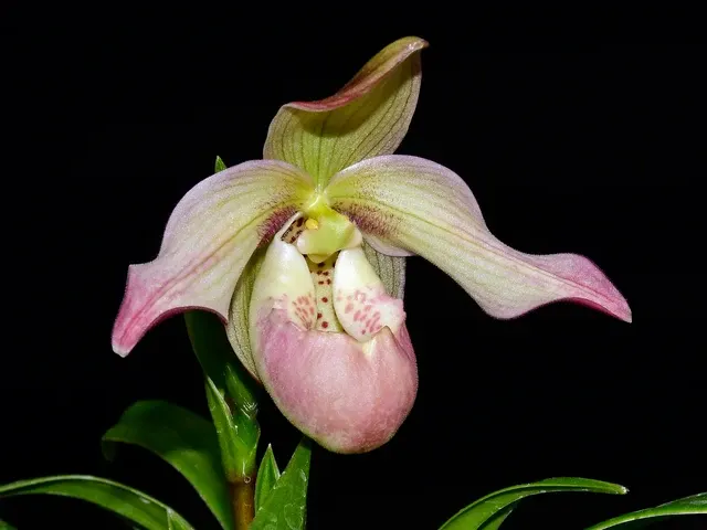 Phragmipedium Easy Men (Phragmipedium)