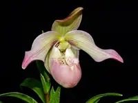 Phragmipedium Easy Men
