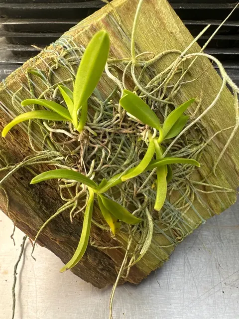 Thrixspermum merguense (Thrixspermum)
