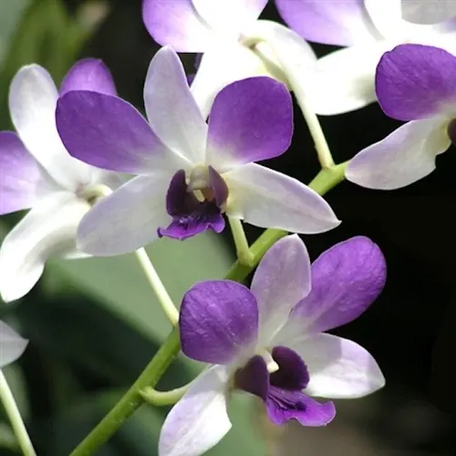 Dendrobium Areedang 'Light Blue'