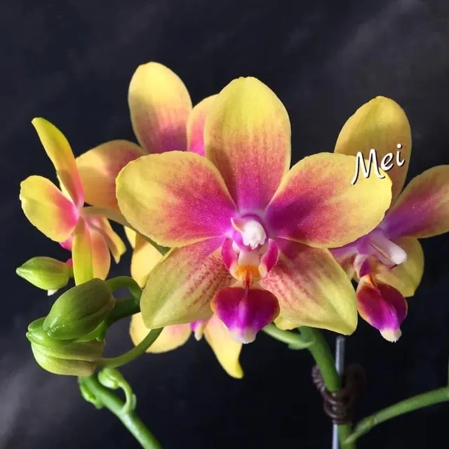 Phalaenopsis I-Hsin Venus - Usor Parfumata '1442'