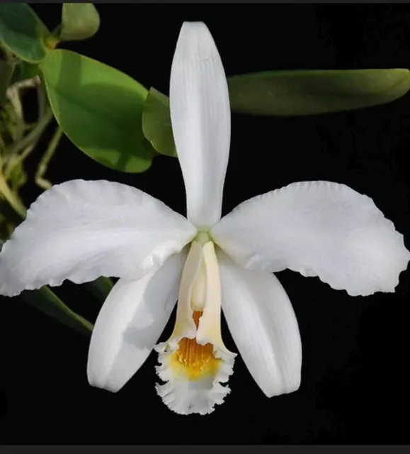 Laelia jongheana (Laelia)