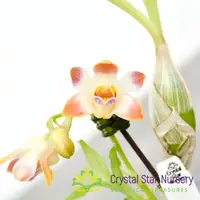 Chysis Limminghei — 2" Pot / Without Spike