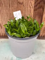 COMPOT Dendrobium mirbelianum