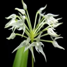 Bulbophyllum laxiflorum sp