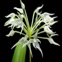 Bulbophyllum laxiflorum sp.
