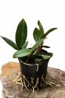 Dendrobium laevifolium 2" IN FLOWER NOW!