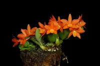 Cattleya cernua