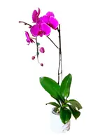 Mulberry Orchid Plant by Earthly Orchids — 1 STEM NO POT