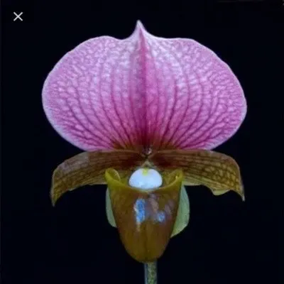 Paphiopedilium Charlesworthii 'Burma' (Paphiopedilum)