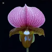 Paphiopedilium Charlesworthii 'Burma'