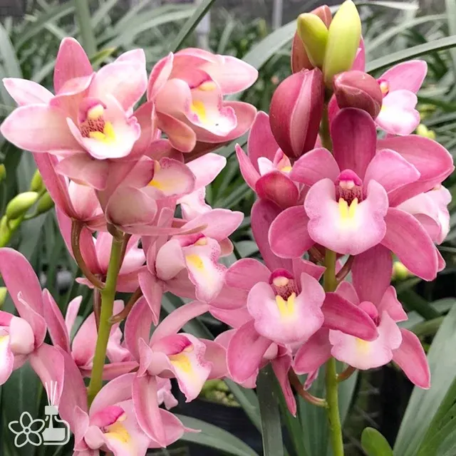 Cymbidium XiangLan Pink Sakura (Cymbidium)