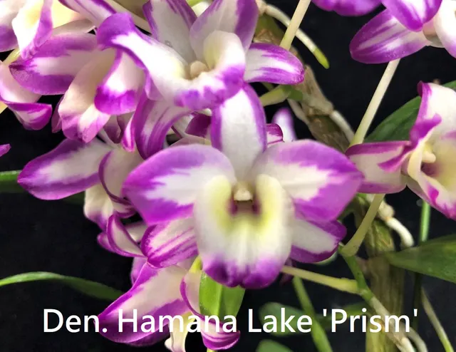 Dendrobium Hamana Lake 'Prism'
