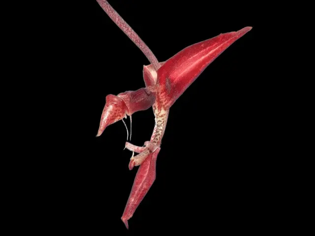 Gongora odoratissima (Gongora)