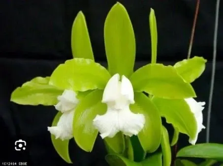 Cattleya leopoldii 'alba' (Cattleya)