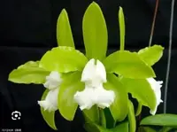 Cattleya leopoldii (tigrina) alba — NBS / Nonblooming